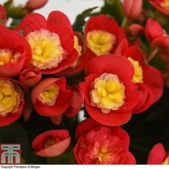 New Arrival -Vedicayur Store BEGO WKB4120 B1