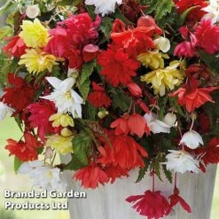 Begonia Tuber Collection -Vedicayur Store BEGO WKF0211 C
