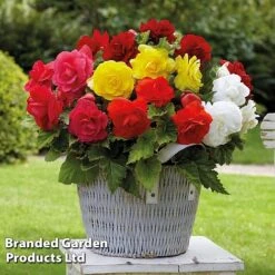 Begonia Tuber Collection -Vedicayur Store BEGO WKF0211 E