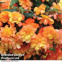 Summer Plant & Seed Collection -Vedicayur Store BEGO APRISHADE T110081