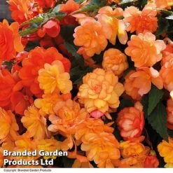 Summer Plant Collection -Vedicayur Store BEGO APRISHADE T16296