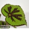 Begonia Masoniana 'Rock'
