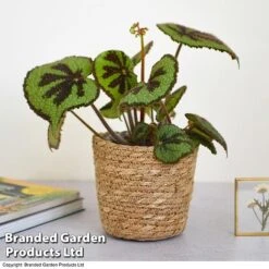 New Arrival -Vedicayur Store BEGO JUNGLEROC T38836