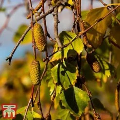 Silver Birch (Hedging) -Vedicayur Store BETU T70348 D
