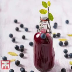 Blackthorn (Hedging) -Vedicayur Store BLAC T70282 E