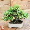 Bonsai Carmona Microphylla (House Plant)