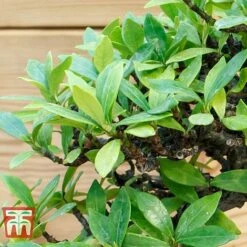 Bonsai Carmona Microphylla (House Plant) -Vedicayur Store BONS TKA3020 C