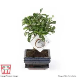 Bonsai Carmona Microphylla (House Plant) -Vedicayur Store BONS TKA3020 E1