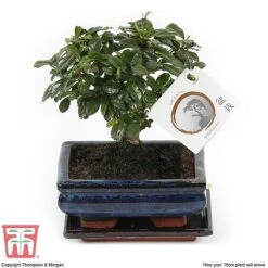 Bonsai Carmona Microphylla (House Plant) -Vedicayur Store BONS TKA3020 G1