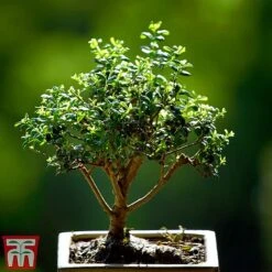 Bonsai Ligustrum -Vedicayur Store BONS TKA3021 A1