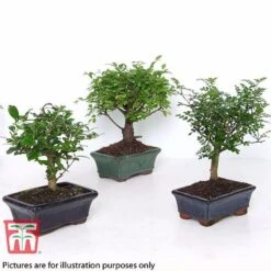 Bonsai Ligustrum -Vedicayur Store BONS TKA3021 B