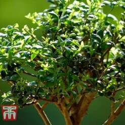 Bonsai Ligustrum -Vedicayur Store BONS TKA3021 C
