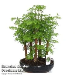 Bonsai Metasequoia Forest Mix In Oval Ceramic -Vedicayur Store BONS FORESTMIX T50180