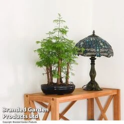 Bonsai Metasequoia Forest Mix In Oval Ceramic -Vedicayur Store BONS FORESTMIX T50182