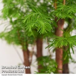 Bonsai Metasequoia Forest Mix In Oval Ceramic -Vedicayur Store BONS FORESTMIX T50185