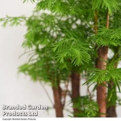 Bonsai Metasequoia Forest Mix In Oval Ceramic -Vedicayur Store BONS FORESTMIX T50186