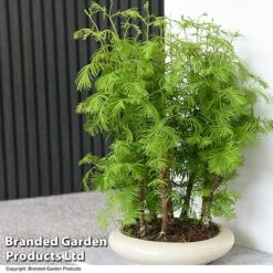 Bonsai Metasequoia Forest Mix In Oval Ceramic -Vedicayur Store BONS FORESTMIX T50502