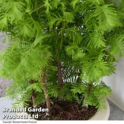 Bonsai Metasequoia Forest Mix In Oval Ceramic -Vedicayur Store BONS FORESTMIX T50505
