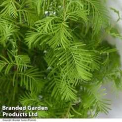 Bonsai Metasequoia Forest Mix In Oval Ceramic -Vedicayur Store BONS FORESTMIX T50506