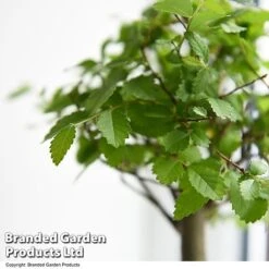 Bonsai Mix In Easy Care Pot 10 Bonsai Mix In Easy Care Pot -Vedicayur Store BONS MXEASYCAR T49216