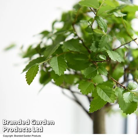 Bonsai Mix In Easy Care Pot 5 Bonsai Mix In Easy Care Pot - Image 5
