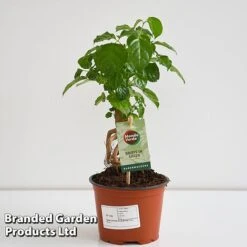 Radermachera Sinica Bonsai Form -Vedicayur Store BONS RADER12CM T45096G