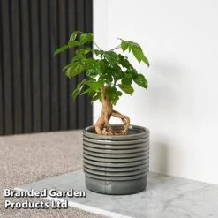 Radermachera Sinica Bonsai Form -Vedicayur Store BONS RADERMACH T45097F