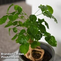 Radermachera Sinica Bonsai Form -Vedicayur Store BONS RADERMACH T45099D