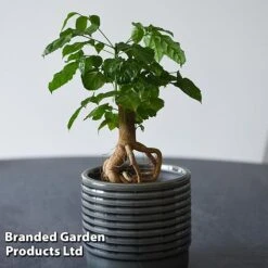 Radermachera Sinica Bonsai Form -Vedicayur Store BONS RADERMACH T45102A