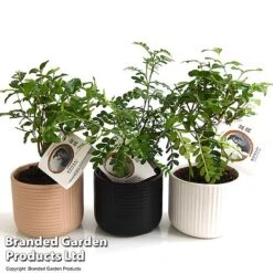 Bonsai Mix In Round Ceramic -Vedicayur Store BONS ROUNDMIX T49067
