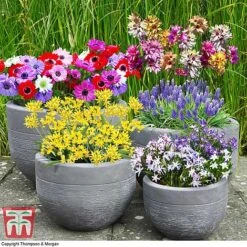 Bulb Bonanza Collection Mix