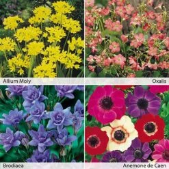 Spring Flowering Bulb Collection 100 Bulb