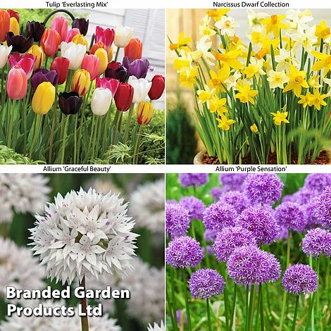 Spring Bulb Bundle 1 Spring Bulb Bundle