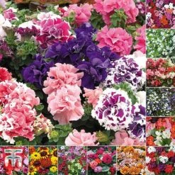 Bumper Garden Collection -Vedicayur Store BUMP KB3121 E3