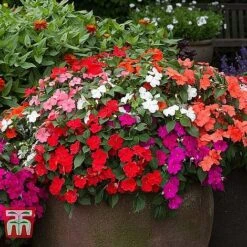 Garden Ready Bedding Collection -Vedicayur Store BUSY KB3223 C1