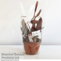 Nepenthes Alata Mix Hanging Basket 7 Nepenthes Alata Mix Hanging Basket -Vedicayur Store BrandedGP Copyright Image nepe1