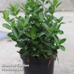 Euonymus Japonicus -Vedicayur Store BrandedGP Copyright Image20euonymus4