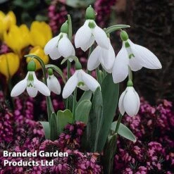 Spring Bulb Bonanza -Vedicayur Store Bulb Spring Bonanza KC8689C