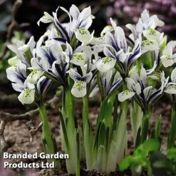 Spring Bulb Bonanza -Vedicayur Store Bulb Spring Bonanza KC8689E