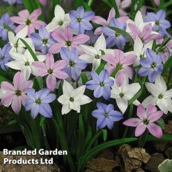 Spring Bulb Bonanza -Vedicayur Store Bulb Spring Bonanza KC8689G