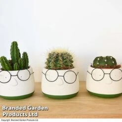 Cactus In Decorative Pot -Vedicayur Store CACT KC8512 C