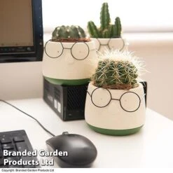 Cactus In Decorative Pot -Vedicayur Store CACT KC8512 E