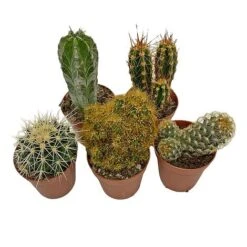 5 Cactus Plants Potted Cacti Houseplants Mixed Indoor Plant Selection -Vedicayur Store CACTUSMIX 14