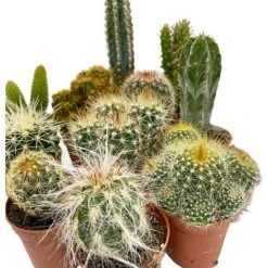 5 Cactus Plants Potted Cacti Houseplants Mixed Indoor Plant Selection -Vedicayur Store CACTUSMIX 3