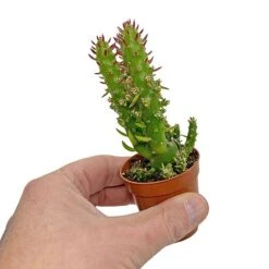 5 Cactus Plants Potted Cacti Houseplants Mixed Indoor Plant Selection -Vedicayur Store CACTUSMIX 5