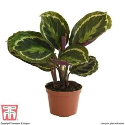 Calathea Roseopicta 'Medallion' 19 Calathea Roseopicta 'Medallion' -Vedicayur Store CAL tka2873 B