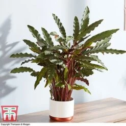 Calathea Rufibarba 15 Calathea Rufibarba -Vedicayur Store CALA 2874 A1