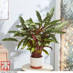 Calathea Rufibarba 16 Calathea Rufibarba -Vedicayur Store CALA 2874 A2