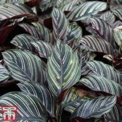Calathea 'Sanderiana' -Vedicayur Store CALA TKA2871 A
