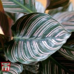Calathea 'Sanderiana' -Vedicayur Store CALA TKA2871 C
